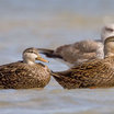 Mottled Duck